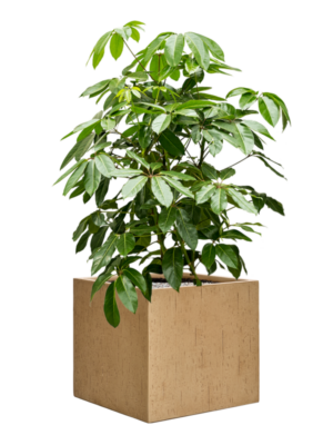 Schefflera actinophylla 'Amate' en Baq Raindrop
