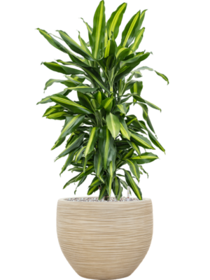 Dracaena fragrans 'Cintho' en Baq Dune