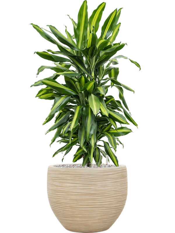 Dracaena fragrans 'Cintho' en Baq Dune