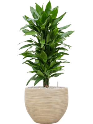 tDracaena fragrans 'Janet Lind' en Baq Dune