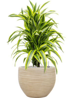 Dracaena fragrans 'Lemon Lime' en Baq Dune
