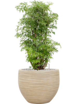 Aralia (Polyscias) 'Ming' en Baq Dune