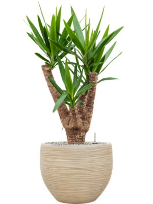Yucca elephantipes en Baq Dune