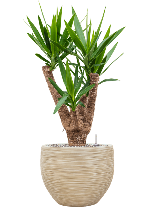 Yucca elephantipes en Baq Dune