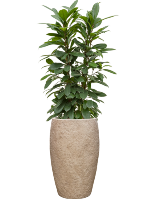 Ficus cyathistipula en Coast Mountains