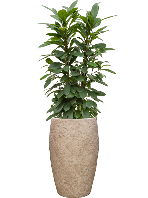 Ficus cyathistipula en Coast Mountains, Private label