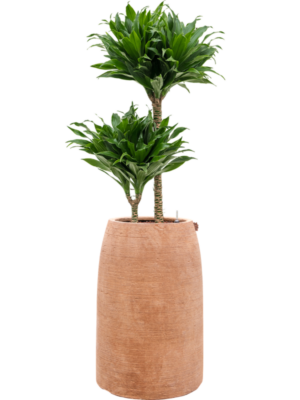 Dracaena fragrans 'Compacta' en Colorado
