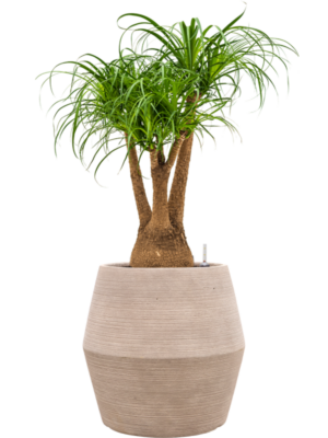 Beaucarnea recurvata en Colorado