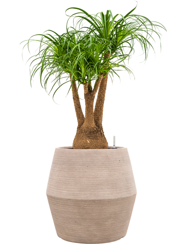 Beaucarnea recurvata en Colorado, Private label