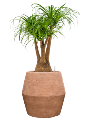 Beaucarnea recurvata en Colorado