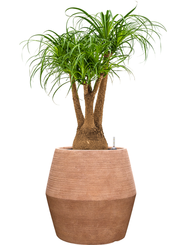 Beaucarnea recurvata en Colorado, Private label