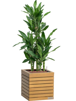 Dracaena 'Burundii' en Lechuza Palo Natural Wood 35