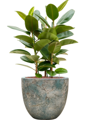 Ficus elastica 'Robusta' en Baq Sandora