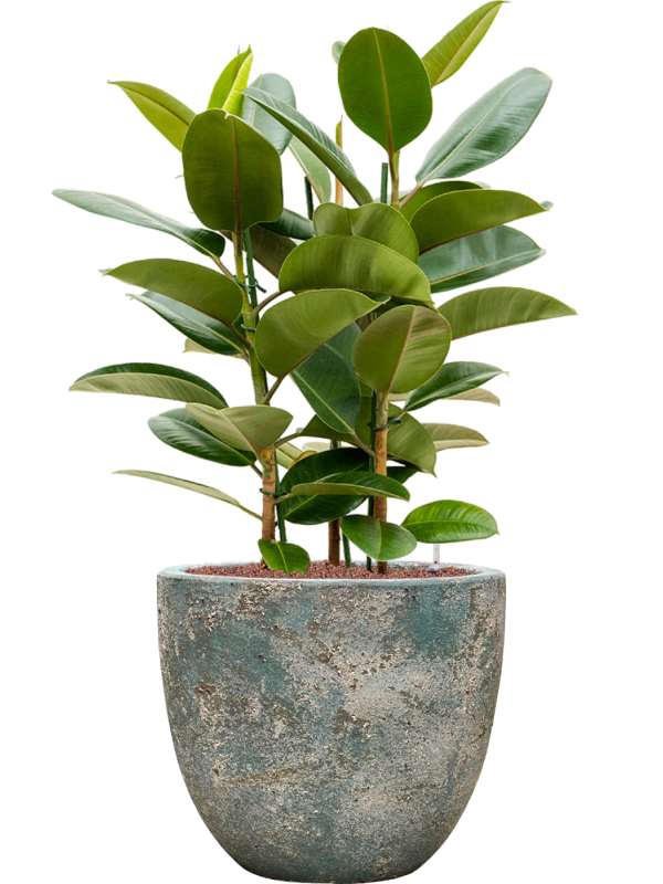 Ficus elastica 'Robusta' en Baq Sandora