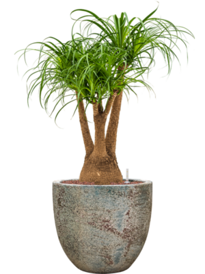 Beaucarnea recurvata en Baq Sandora
