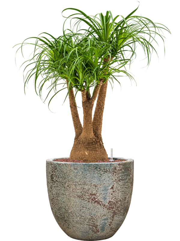 Beaucarnea recurvata en Baq Sandora
