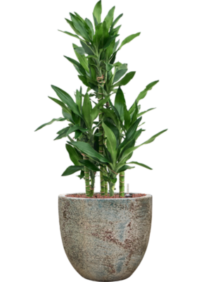 Dracaena fragrans 'Burundii' en Baq Sandora
