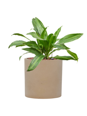 Dracaena fragrans 'Rainbow' en Rough
