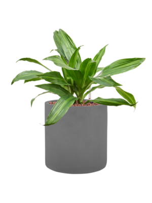 Dracaena fragrans 'Rainbow' en Natural