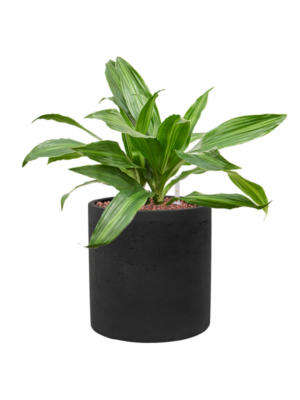 Dracaena fragrans 'Rainbow' en Rough