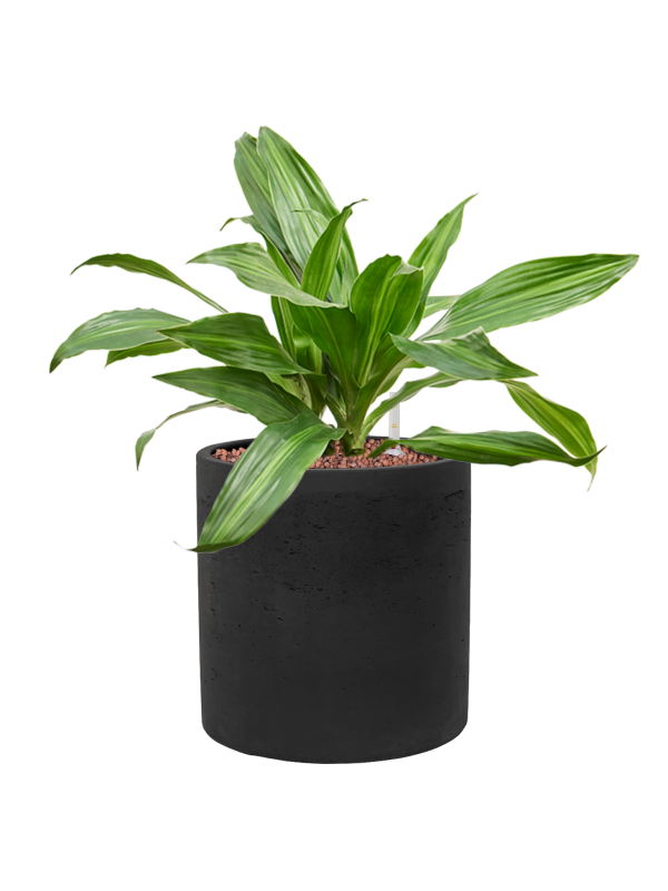 Dracaena fragrans 'Rainbow' en Rough, Pottery Pots