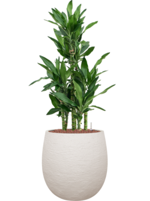 Dracaena fragrans 'Burundii' en Terreno
