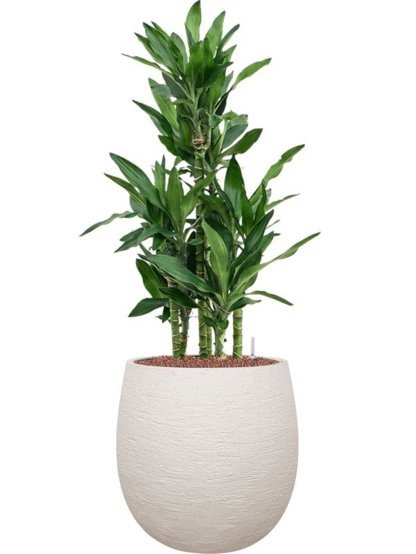 Dracaena fragrans 'Burundii' en Terreno, Luca Lifestyle