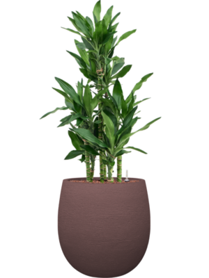Dracaena fragrans 'Burundii' en Terreno