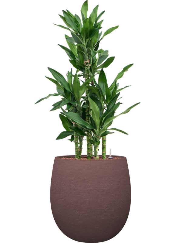 Dracaena fragrans 'Burundii' en Terreno, Luca Lifestyle