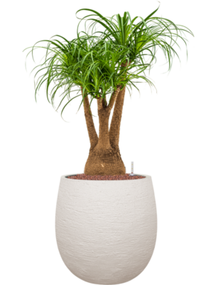 Beaucarnea recurvata en Terreno