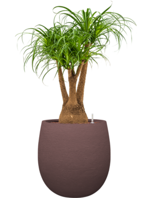 Beaucarnea recurvata en Terreno