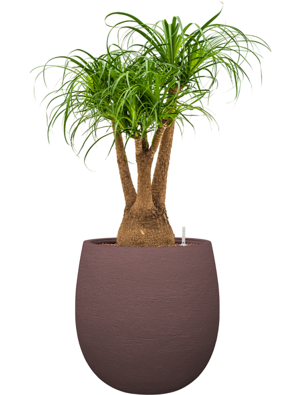 Beaucarnea recurvata en Terreno, Luca Lifestyle