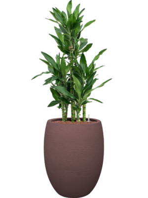 Dracaena fragrans 'Burundii' en Terreno