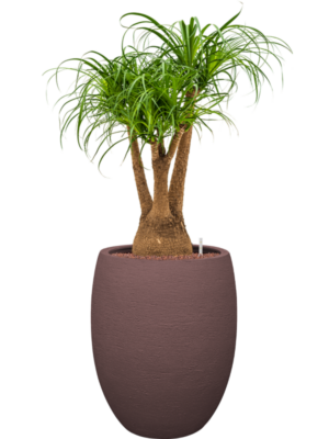 Beaucarnea recurvata en Terreno