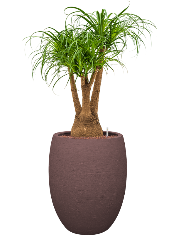 Beaucarnea recurvata en Terreno, Luca Lifestyle