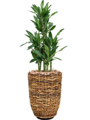 Dracaena fragrans 'Burundii' en Drypot Abaca
