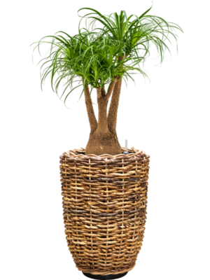Beaucarnea recurvata en Drypot Abaca