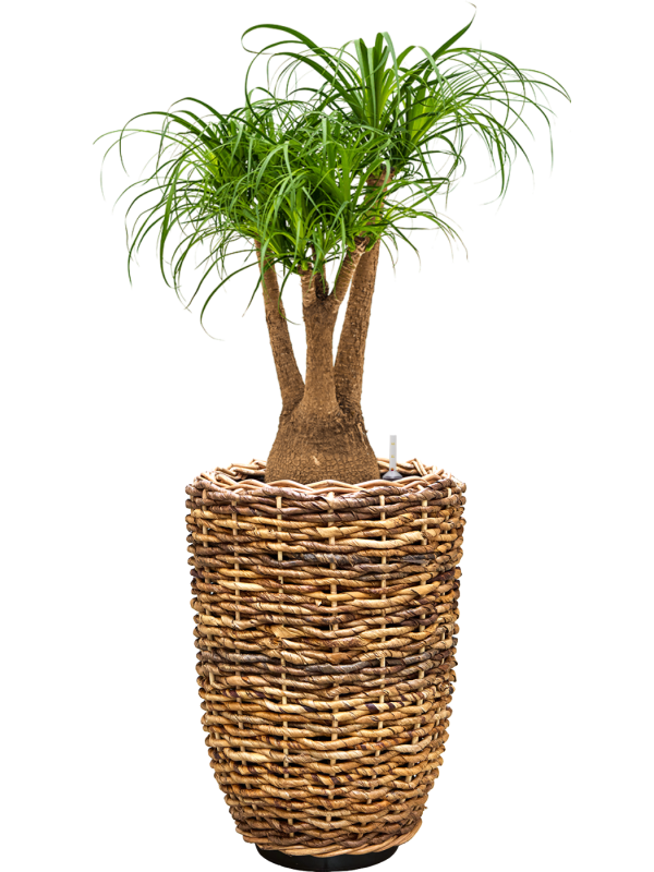 Beaucarnea recurvata en Drypot Abaca, van der Leeden