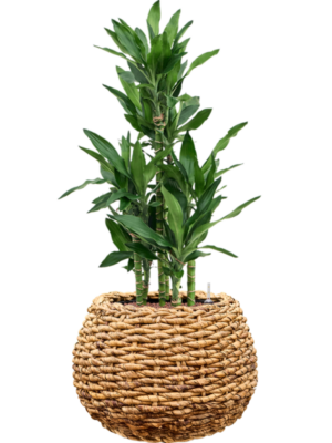 Dracaena fragrans 'Burundii' en Drypot Abaca