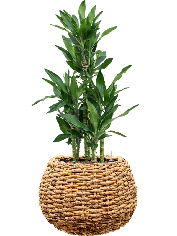 Dracaena fragrans 'Burundii' en Drypot Abaca, van der Leeden
