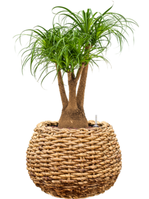 Beaucarnea recurvata en Drypot Abaca