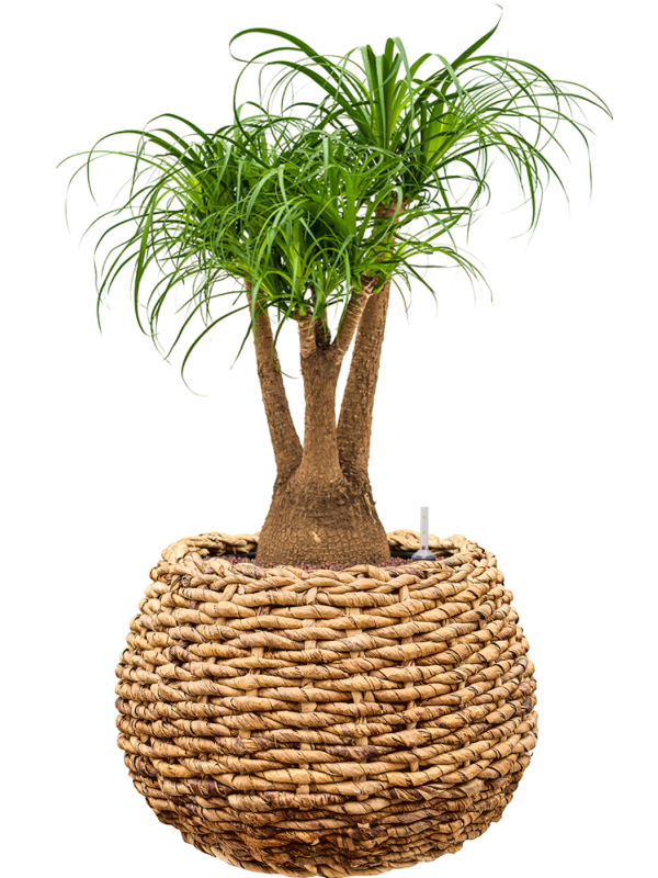 Beaucarnea recurvata en Drypot Abaca, van der Leeden