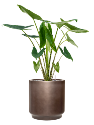 Alocasia zebrina en Baq Gradient
