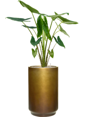 Alocasia zebrina en Baq Gradient