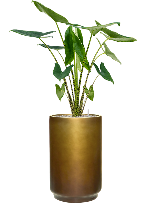Alocasia zebrina en Baq Gradient