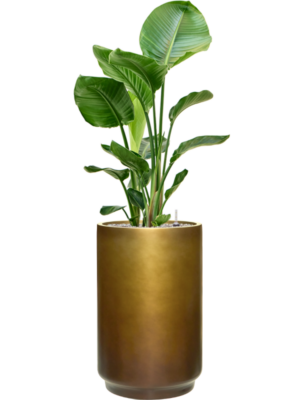Strelitzia nicolai en Baq Gradient