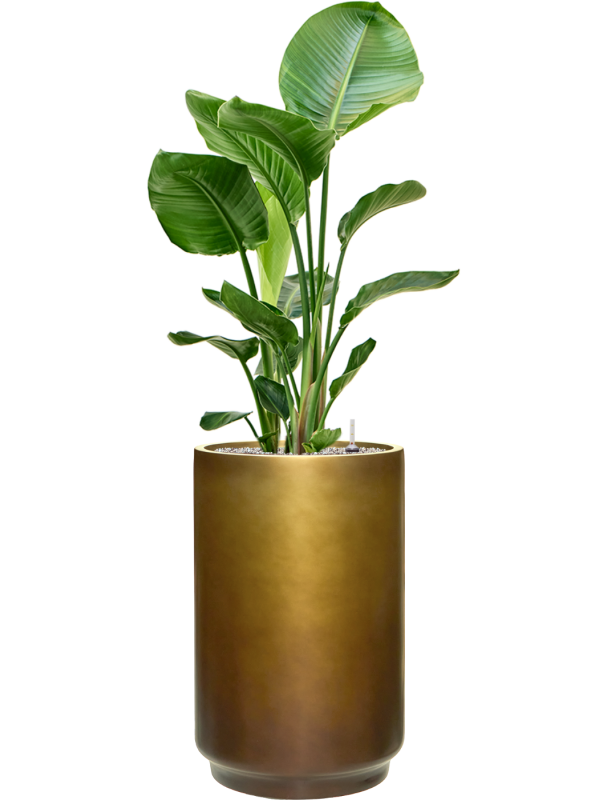 Strelitzia nicolai en Baq Gradient