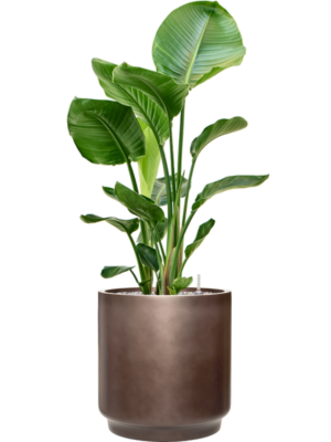 Strelitzia nicolai en Baq Gradient