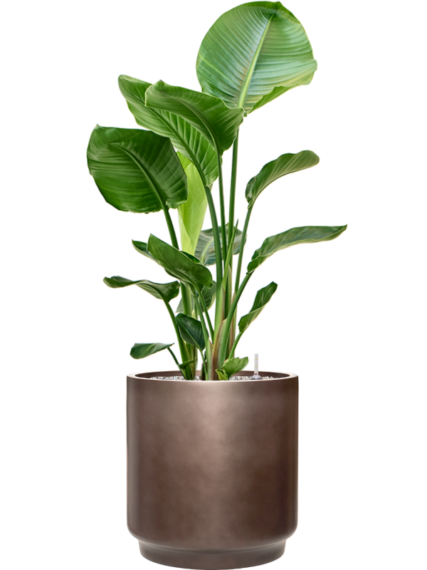Strelitzia nicolai en Baq Gradient