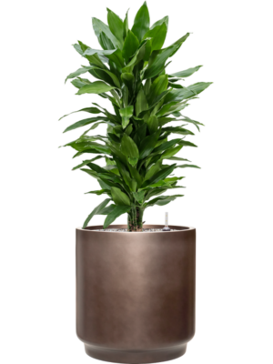 tDracaena fragrans 'Janet Lind' en Baq Gradient